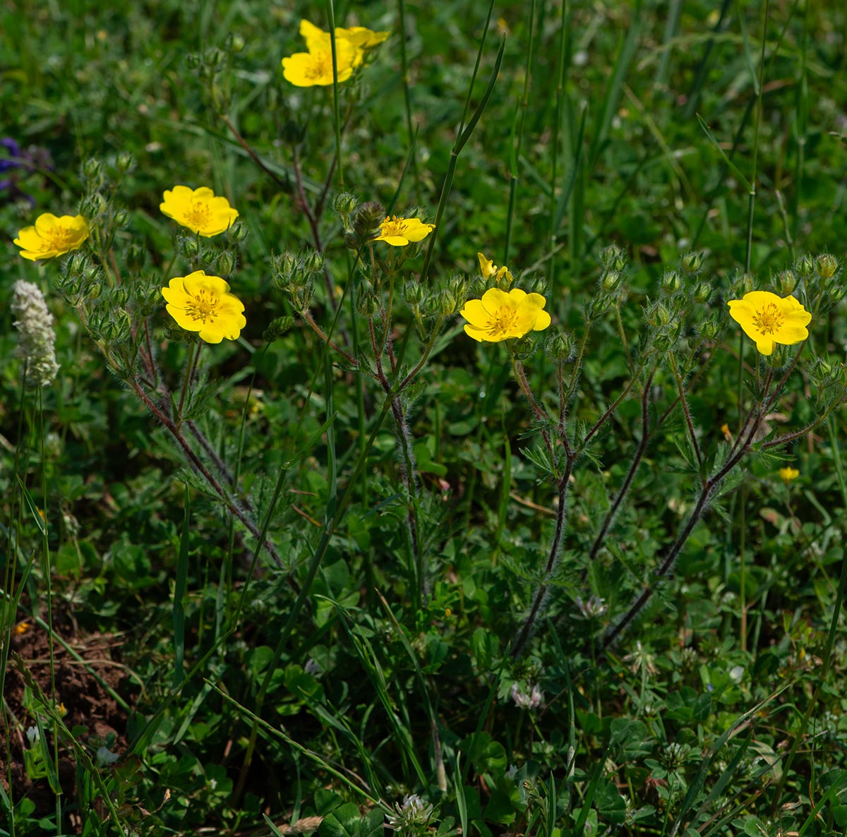 Habitus